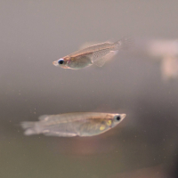 Marine Ricefish (Oryzias melastigma)