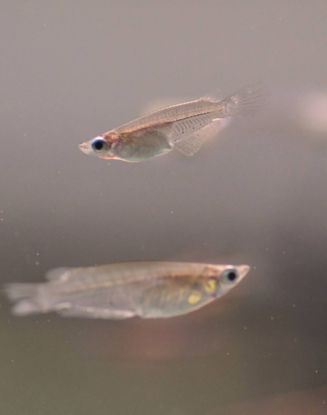 Marine Ricefish (Oryzias melastigma)