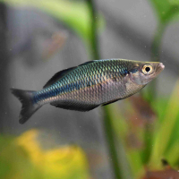 Turquoise Rainbowfish (Melanotaenia lacustris)