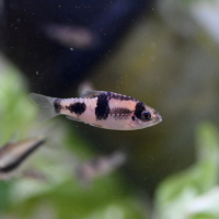 Melon Barb (Haludaria fasciata)