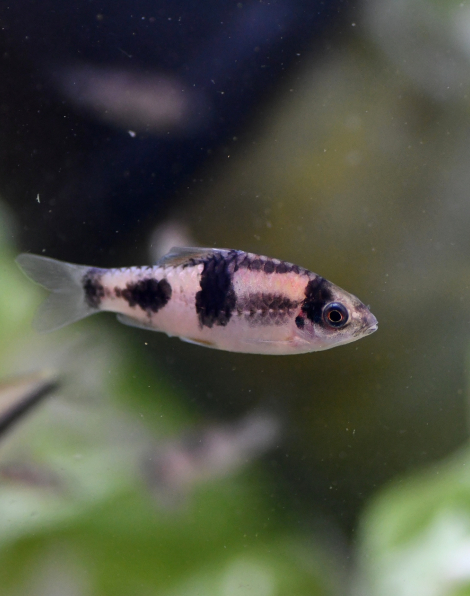 Melon Barb (Haludaria fasciata)