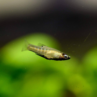 Metallic Livebearer (Girardinus metallicus)