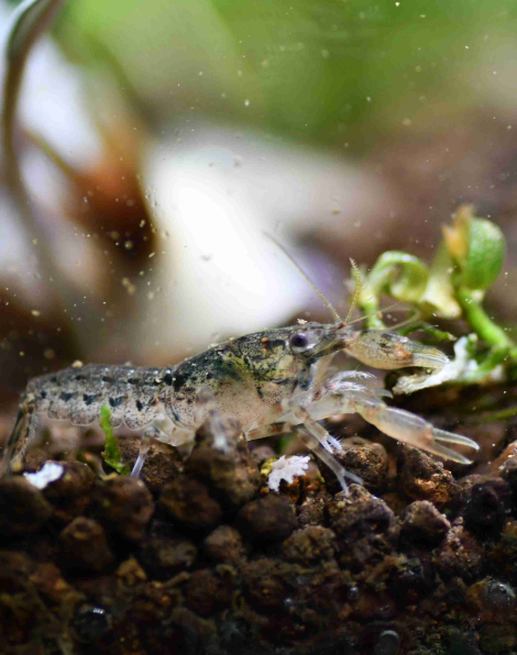 Mexican Dwarf Crayfish Brown (Cambarellus patzcuarensis)