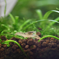 Blue Dwarf Crayfish (Cambarellus diminutus)