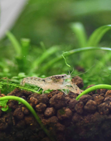 Blue Dwarf Crayfish (Cambarellus diminutus)