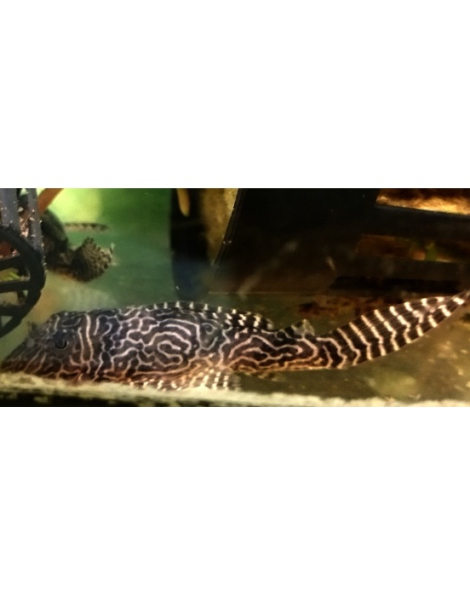 L411 Pleco