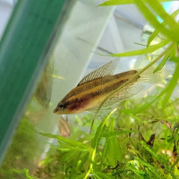 Moonspot Licorice Gourami (Parosphromenus linkei)