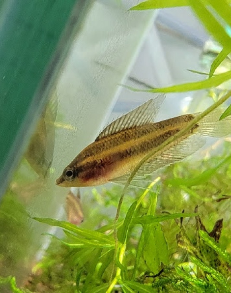 Moonspot Licorice Gourami (Parosphromenus linkei)