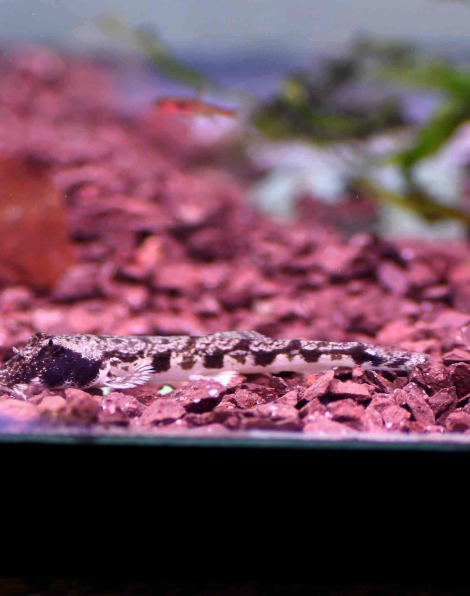Moosehead loach (Somileptes gongota)