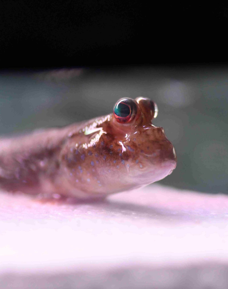 Atlantic Mudskipper (Periophthalmus papilio)