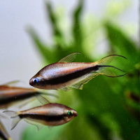 Emperor Tetra (Nematobrycon palmeri)