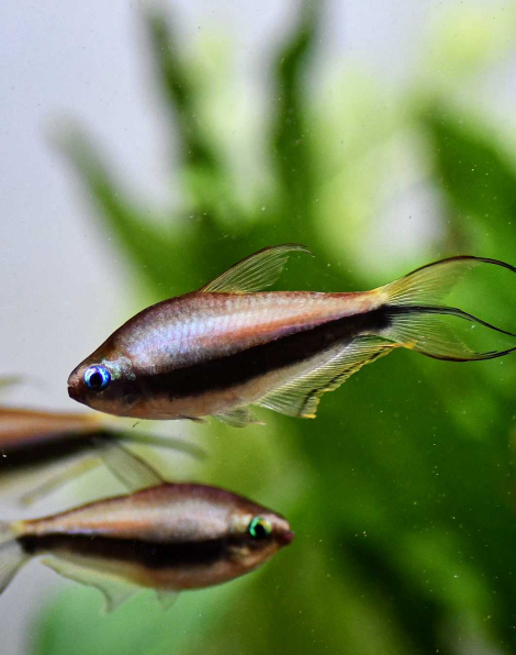 Emperor Tetra (Nematobrycon palmeri)