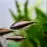 Emperor Tetra (Nematobrycon palmeri)