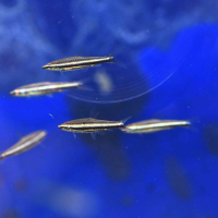 Three-lined Pencilfish (Nannostomus trifasciatus)