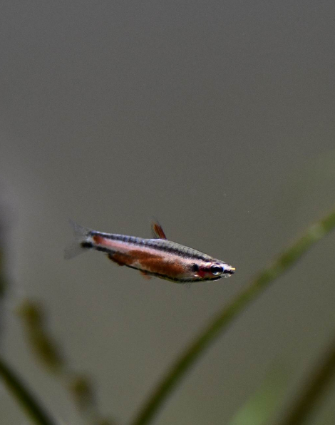 Nannostomus sp. Amaya