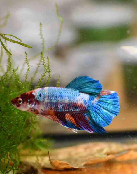 Giant Nemo Betta - Male