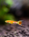 Neon Blonde Endler (Poecilia wingei) -  male
