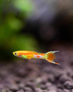 Neon Blonde Endler (Poecilia wingei) -  male