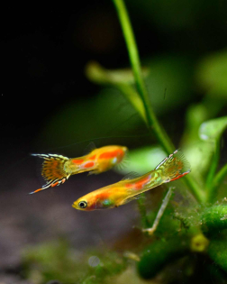 Neon Blonde Endler (Poecilia wingei) -  male