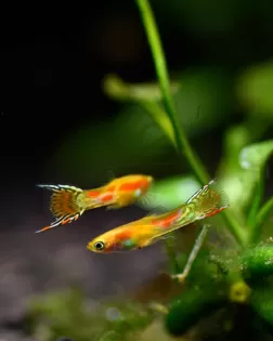 Neon Blonde Endler (Poecilia wingei) -  male