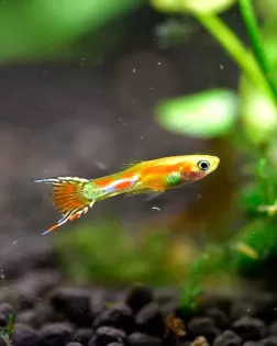 Neon Blonde Endler (Poecilia wingei) -  male