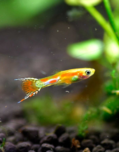 Neon Blonde Endler (Poecilia wingei) -  male
