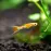 Neon Blonde Endler (Poecilia wingei) -  male