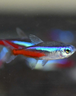 Neon Tetra (Paracheirodon innesi)