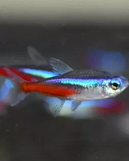 Neon Tetra (Paracheirodon innesi)