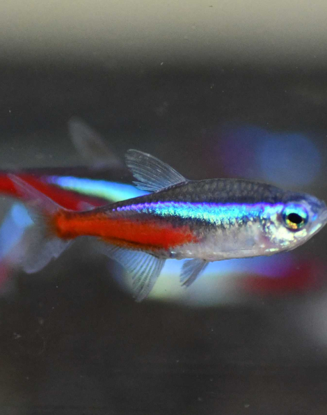 Neon Tetra (Paracheirodon innesi)