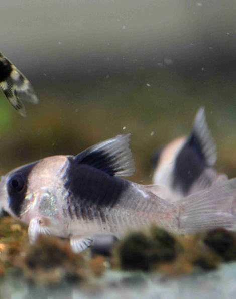 Corydoras New Panda (CW051)