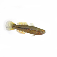 Northern Purple Spotted Gudgeon (Mogurnda mogurnda)