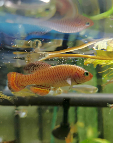 Nothobranchius hassoni