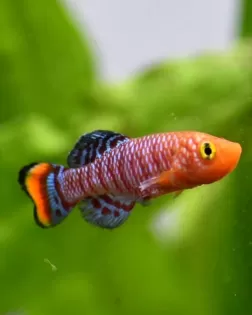 Bluefin Notho (Nothobranchius rachovii)