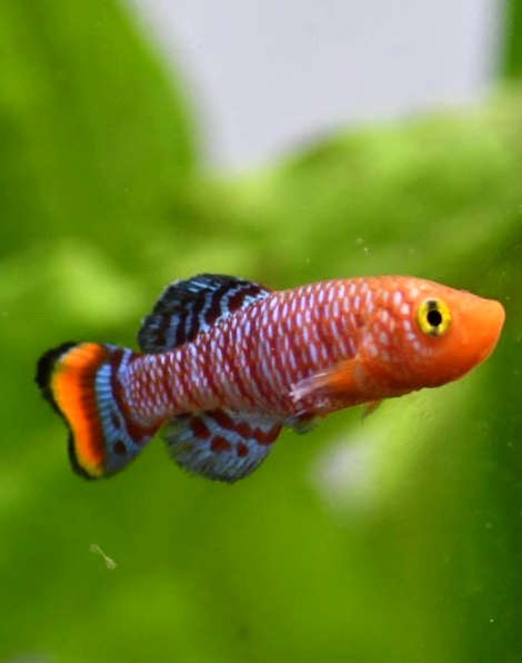 Bluefin Notho (Nothobranchius rachovii)