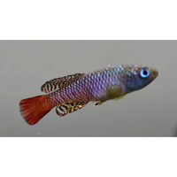 Nothobranchius palmqvisti
