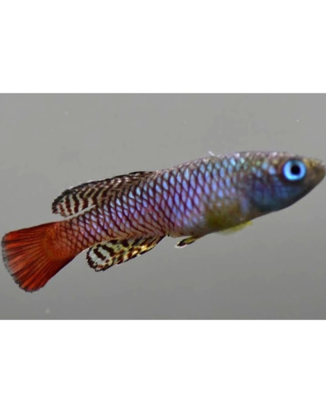 Nothobranchius palmqvisti
