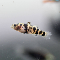 Ocelot Bumblebee Goby (Brachygobius ocelot)