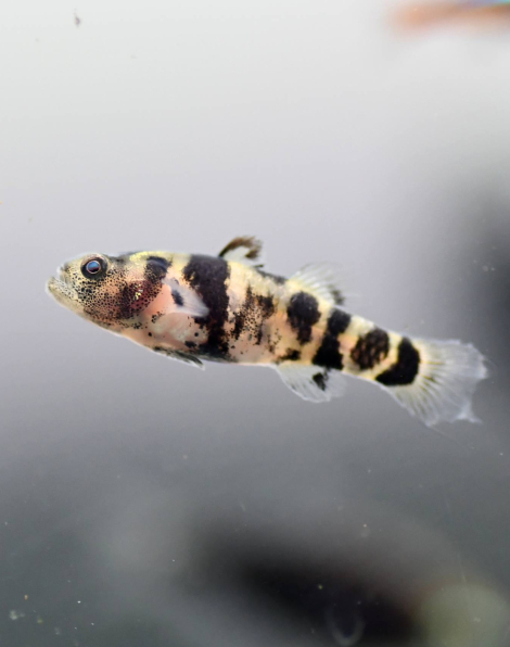 Ocelot Bumblebee Goby (Brachygobius ocelot)