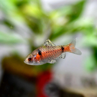 Odessa barb (Pethia padamya)