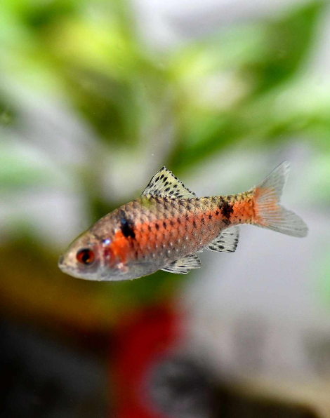 Odessa barb (Pethia padamya)