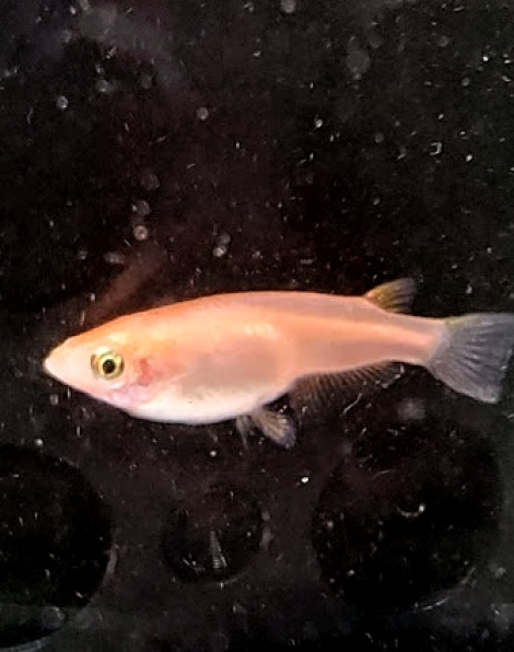 Medaka Rice Fish Gold (Oryzias latipes)