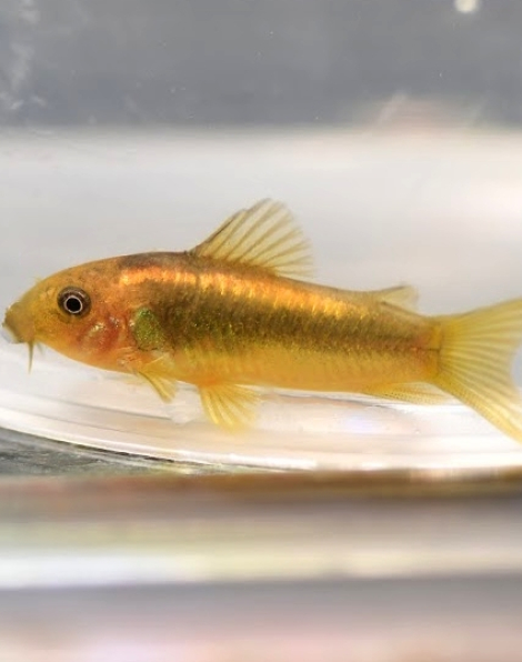 Corydoras gold laser (CW010)