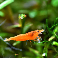 Orange Neocaridina Shrimp