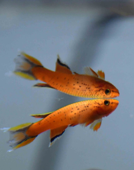 Orange Australe Killifish (Aphyosemion australe)