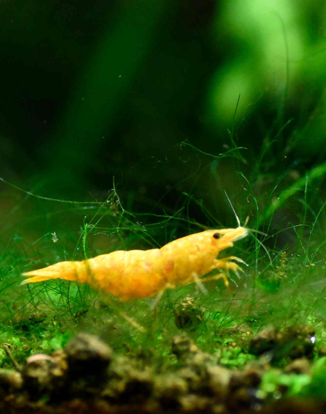 Golden Orange Camo Shrimp