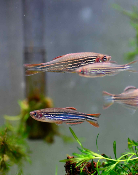 Orange Finned Danio (Danio kyathit)