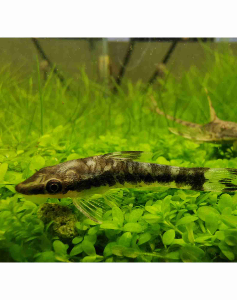 Zebra Otocat (Otocinclus cocama)
