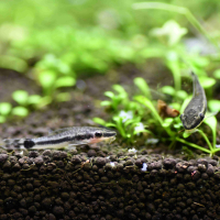 Otocinclus affinis