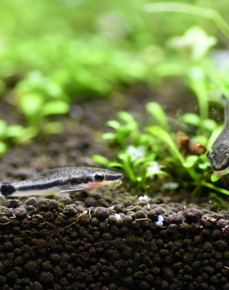 Otocinclus affinis